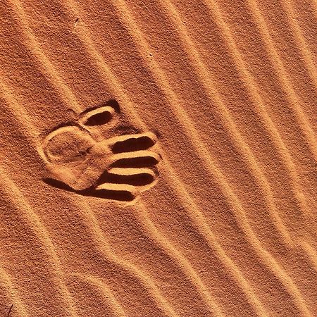 Wadi Rum Trip ภายนอก รูปภาพ