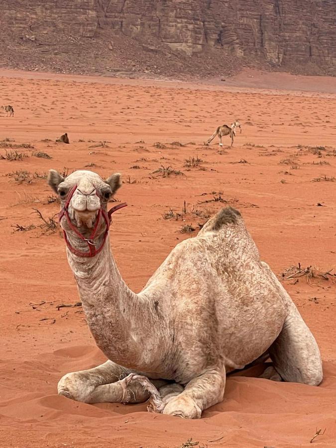Wadi Rum Trip ภายนอก รูปภาพ